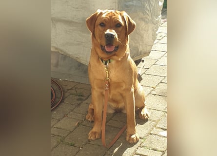 Labrador Welpen Foxred Showlinie
