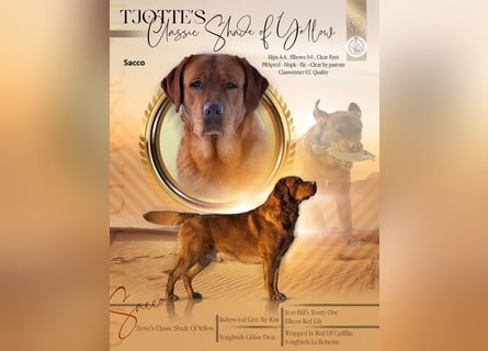 Labrador Welpen Foxred Showlinie