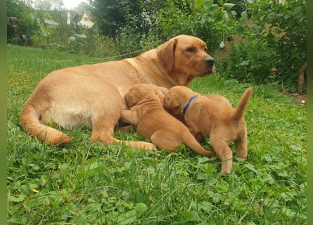 Labrador Welpen Foxred Showlinie