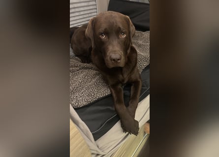 Wurfankündigung Frühjahr 2026 braune Labradorwelpen