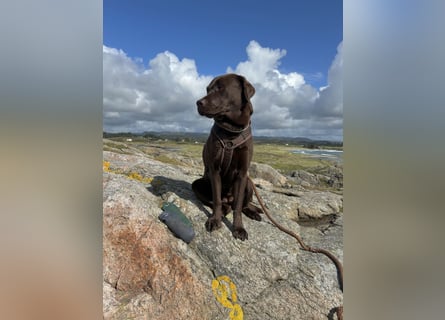 Wurfankündigung Frühjahr 2026 braune Labradorwelpen