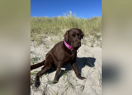 Wurfankündigung Frühjahr 2026 braune Labradorwelpen