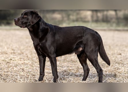 Wurfankündigung Frühjahr 2026 braune Labradorwelpen