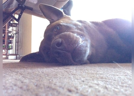 Wurfankündigung Frühjahr 2026 braune Labradorwelpen