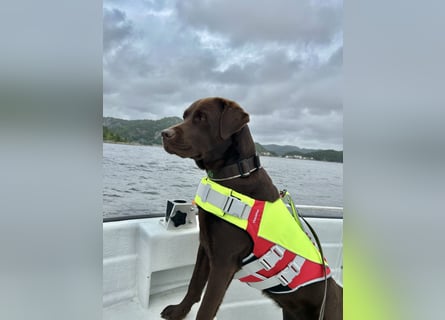 Wurfankündigung Frühjahr 2026 braune Labradorwelpen