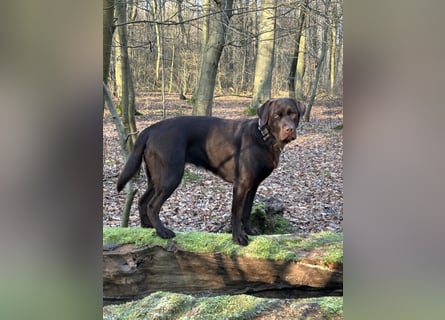 Wurfankündigung Frühjahr 2026 braune Labradorwelpen