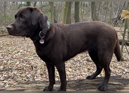 Wurfankündigung Frühjahr 2026 braune Labradorwelpen