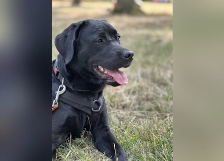 Gelbe und schwarze Labradorwelpen aus LCD / VDH kontrollierter Zucht mit Ahnentafeln und Wurfabnahme