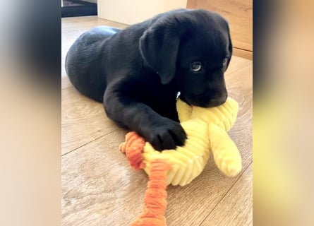 Gelbe und schwarze Labradorwelpen aus LCD / VDH kontrollierter Zucht mit Ahnentafeln und Wurfabnahme