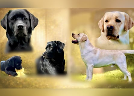Gelbe und schwarze Labradorwelpen aus LCD / VDH kontrollierter Zucht mit Ahnentafeln und Wurfabnahme
