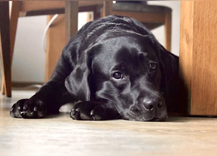 Gelbe und schwarze Labradorwelpen aus LCD / VDH kontrollierter Zucht mit Ahnentafeln und Wurfabnahme