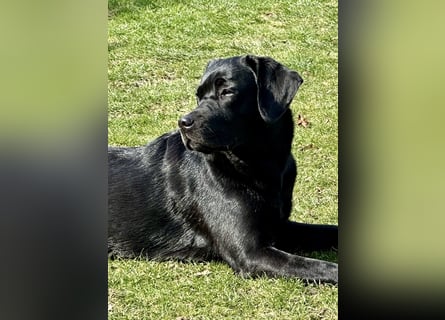 Gelbe und schwarze Labradorwelpen aus LCD / VDH kontrollierter Zucht mit Ahnentafeln und Wurfabnahme