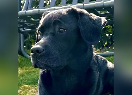 Gelbe und schwarze Labradorwelpen aus LCD / VDH kontrollierter Zucht mit Ahnentafeln und Wurfabnahme