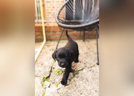 Liebevoll aufgezogene Labrador-Welpen aus verantwortungsvoller Zucht