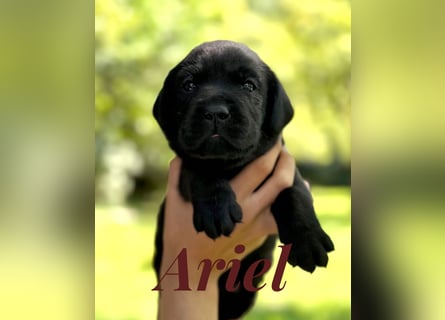 Liebevoll aufgezogene Labrador-Welpen aus verantwortungsvoller Zucht