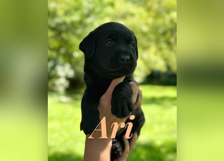 Liebevoll aufgezogene Labrador-Welpen aus verantwortungsvoller Zucht