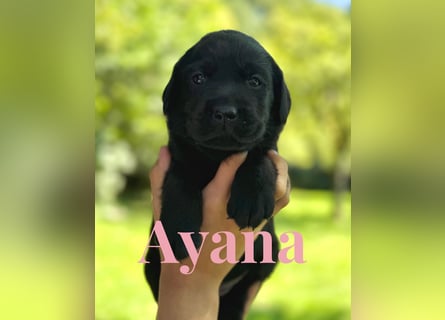 Liebevoll aufgezogene Labrador-Welpen aus verantwortungsvoller Zucht