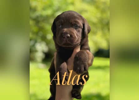 Liebevoll aufgezogene Labrador-Welpen aus verantwortungsvoller Zucht