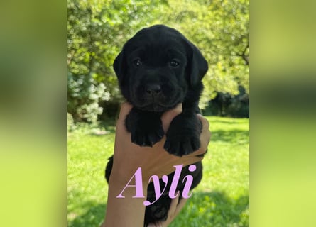 Liebevoll aufgezogene Labrador-Welpen aus verantwortungsvoller Zucht
