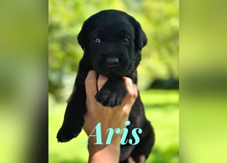 Liebevoll aufgezogene Labrador-Welpen aus verantwortungsvoller Zucht