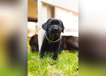 Liebevoll aufgezogene Labrador-Welpen aus verantwortungsvoller Zucht