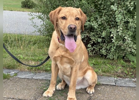 Mr Sam - sucht Menschen mit Hundeverstand - Tierhilfe Franken e.V.