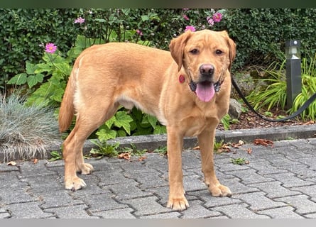 Mr Sam - sucht Menschen mit Hundeverstand - Tierhilfe Franken e.V.
