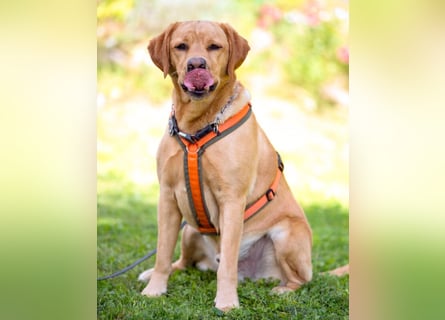 Mr Sam - sucht Menschen mit Hundeverstand - Tierhilfe Franken e.V.