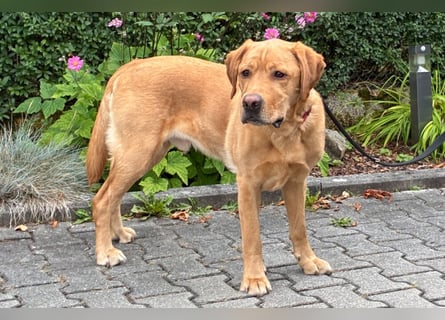 Mr Sam - sucht Menschen mit Hundeverstand - Tierhilfe Franken e.V.