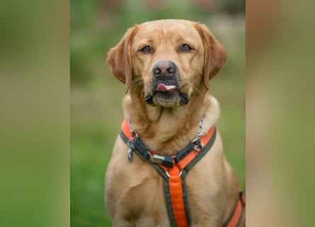 Mr Sam - sucht Menschen mit Hundeverstand - Tierhilfe Franken e.V.