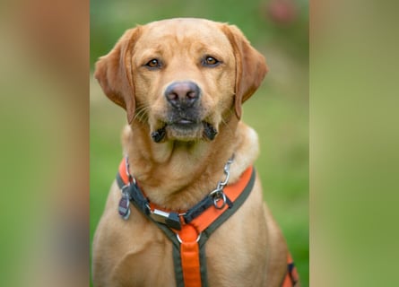 Mr Sam - sucht Menschen mit Hundeverstand - Tierhilfe Franken e.V.