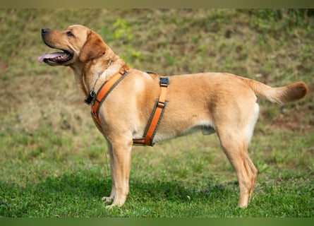 Mr Sam - sucht Menschen mit Hundeverstand - Tierhilfe Franken e.V.