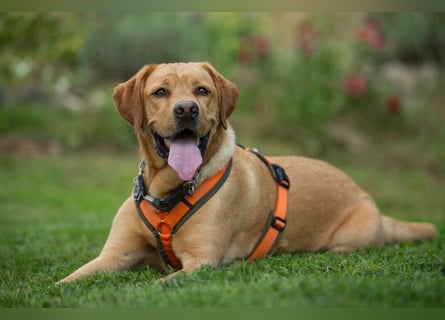 Mr Sam - sucht Menschen mit Hundeverstand - Tierhilfe Franken e.V.