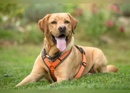 Mr Sam - sucht Menschen mit Hundeverstand - Tierhilfe Franken e.V.