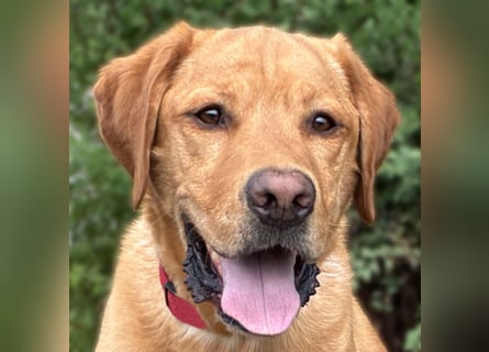 Mr Sam - sucht Menschen mit Hundeverstand - Tierhilfe Franken e.V.