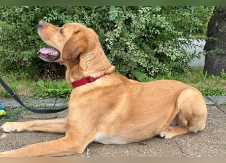 Mr Sam - sucht Menschen mit Hundeverstand - Tierhilfe Franken e.V.