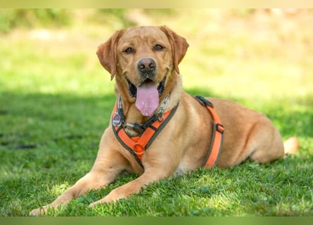 Mr Sam - sucht Menschen mit Hundeverstand - Tierhilfe Franken e.V.