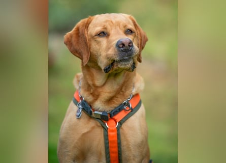 Mr Sam - sucht Menschen mit Hundeverstand - Tierhilfe Franken e.V.