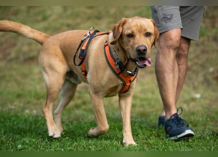 Mr Sam - sucht Menschen mit Hundeverstand - Tierhilfe Franken e.V.