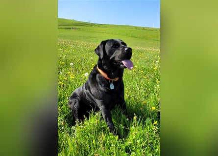Deckrüde - Labrador-Retriever - Arne von Lammertshof – schwarz – kein Verkauf