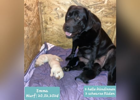 Deckrüde - Labrador-Retriever - Arne von Lammertshof – schwarz – kein Verkauf