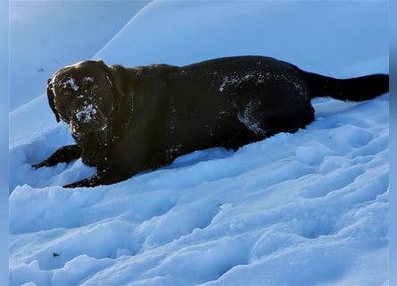 Deckrüde - Labrador-Retriever - Arne von Lammertshof – schwarz – kein Verkauf