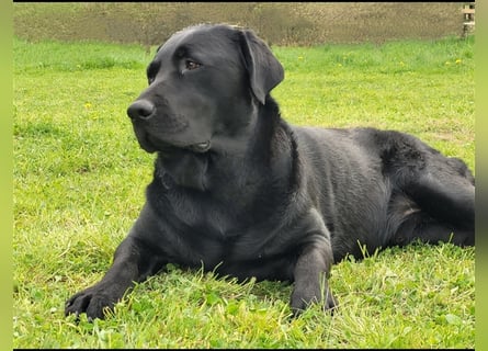 Deckrüde - Labrador-Retriever - Arne von Lammertshof – schwarz – kein Verkauf
