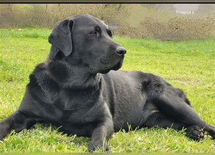 Deckrüde - Labrador-Retriever - Arne von Lammertshof – schwarz – kein Verkauf