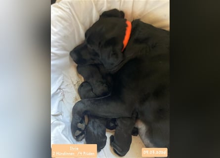 Deckrüde - Labrador-Retriever - Arne von Lammertshof – schwarz – kein Verkauf