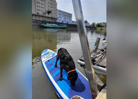 Deckrüde - Labrador-Retriever - Arne von Lammertshof – schwarz – kein Verkauf