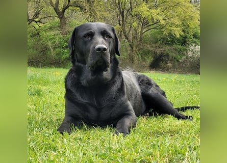 Deckrüde - Labrador-Retriever - Arne von Lammertshof – schwarz – kein Verkauf