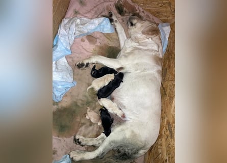 Deckrüde - Labrador-Retriever - Arne von Lammertshof – schwarz – kein Verkauf