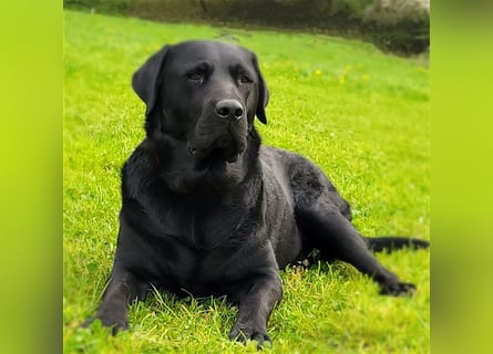 Deckrüde - Labrador-Retriever - Arne von Lammertshof – schwarz – kein Verkauf