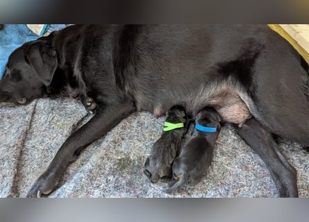 Deckrüde - Labrador-Retriever - Arne von Lammertshof – schwarz – kein Verkauf
